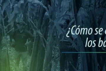 como cultivar bananos