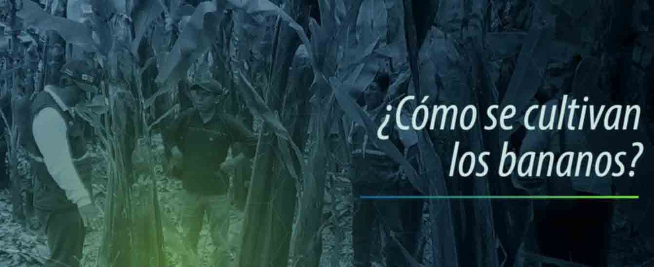 como cultivar bananos